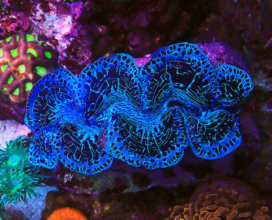 Maxima Clam Captive-Bred (Biota)