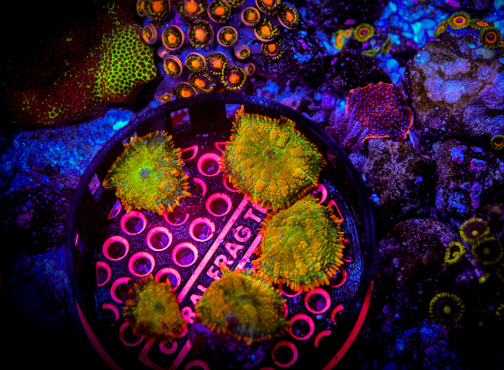 Tequila Sunrise Rhodactis Mushroom