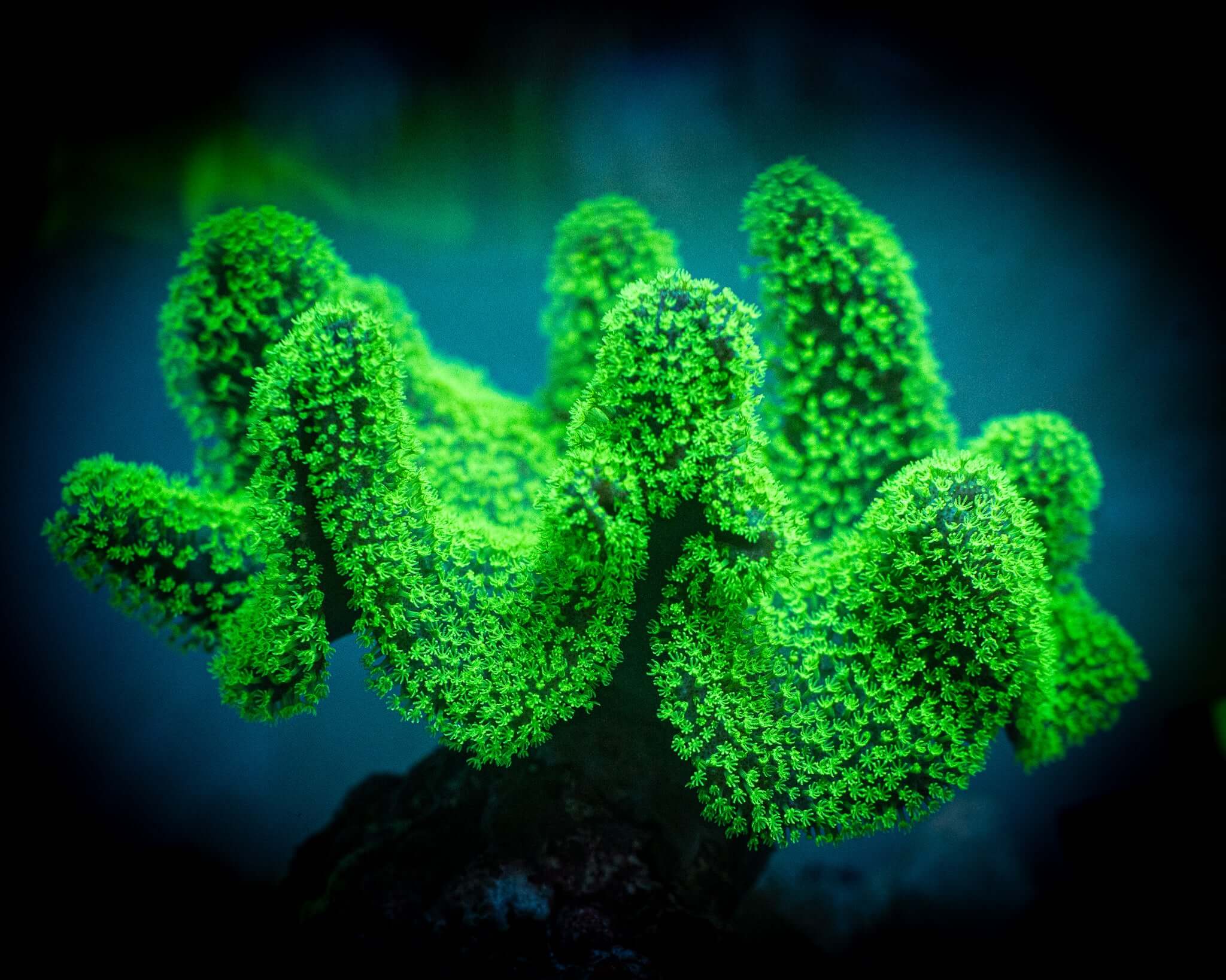 *SUPER NEON* Green Polyp Crown Leather *SHOW*