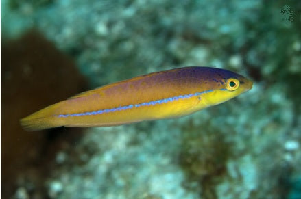 Neon Wrasse