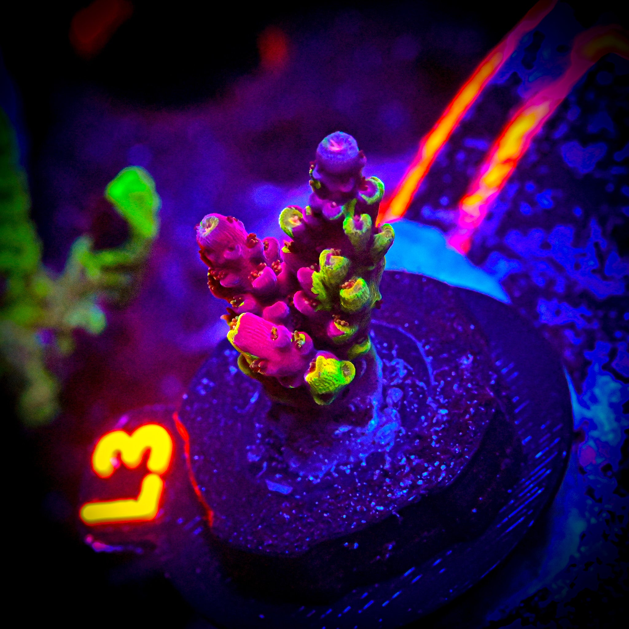 *RARE* PC Rainbow Splice