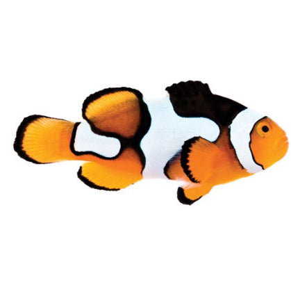 SA Picasso (Percula) Captive-Bred Bonded Pair