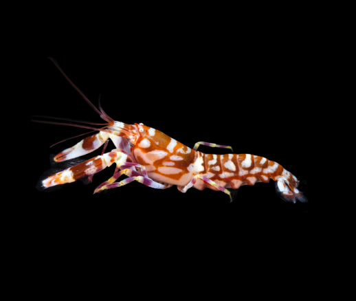 Yellow Watchman Goby & Tiger Pistol Shrimp Pair