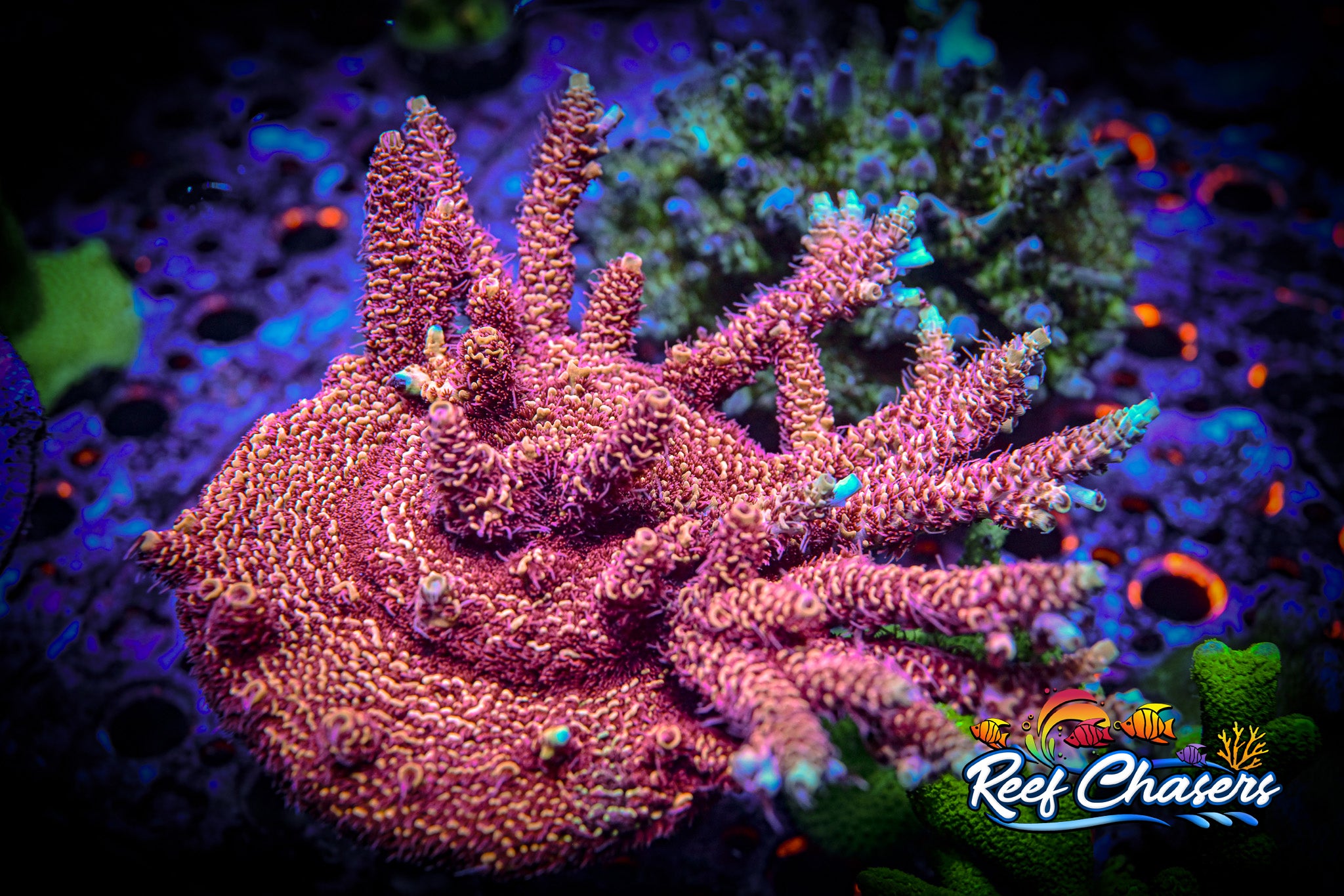 RC Heatwave Acropora