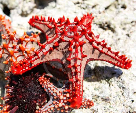 Red Knobby Sea Star