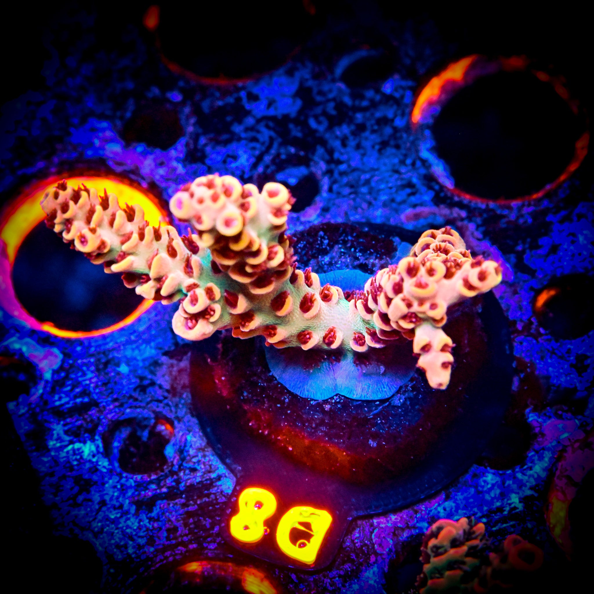 RC Ryuu Malaysian Selago