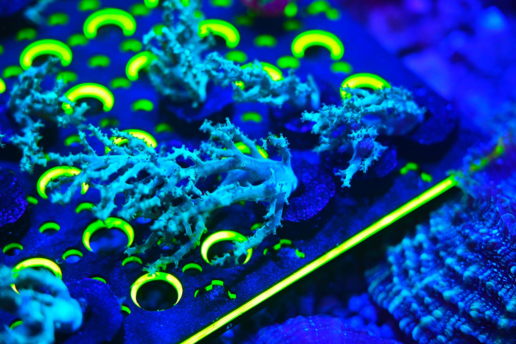 Polyp Lock™ Soft Coral Pin Plug