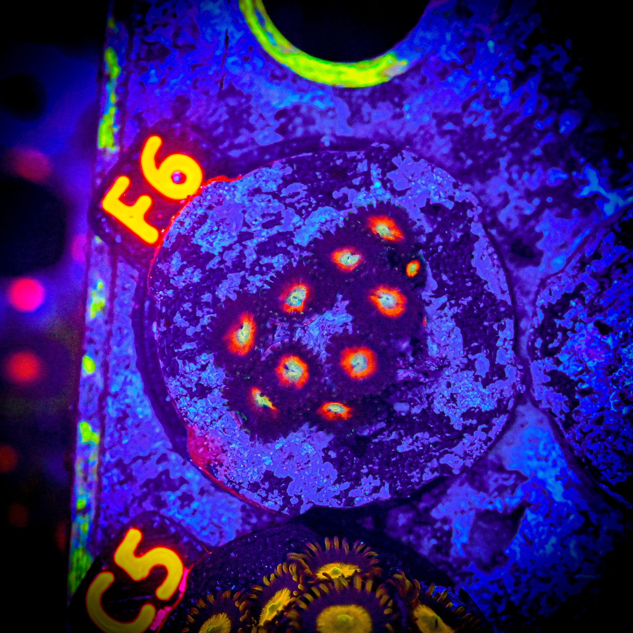 RC Smashing Pumpkins Zoanthid