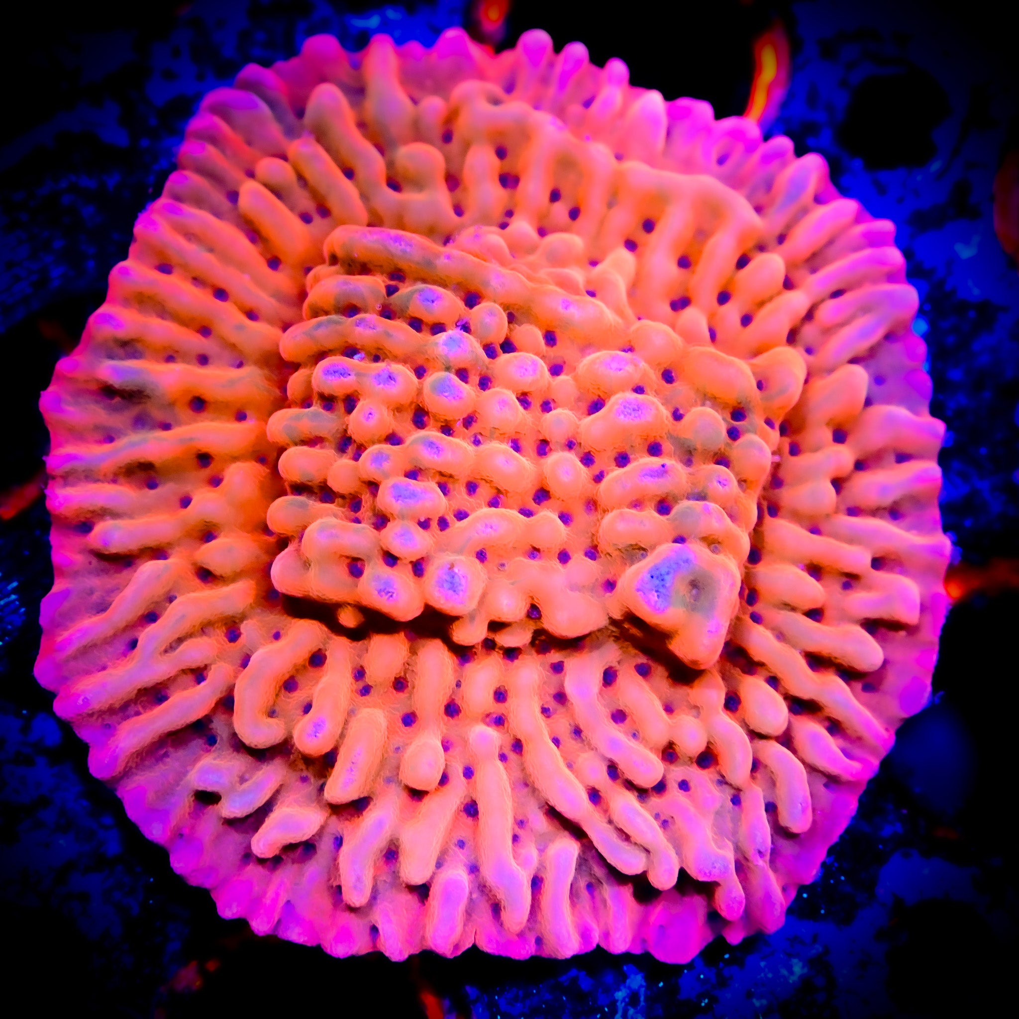 RC Sonic Boom Montipora Palawensis