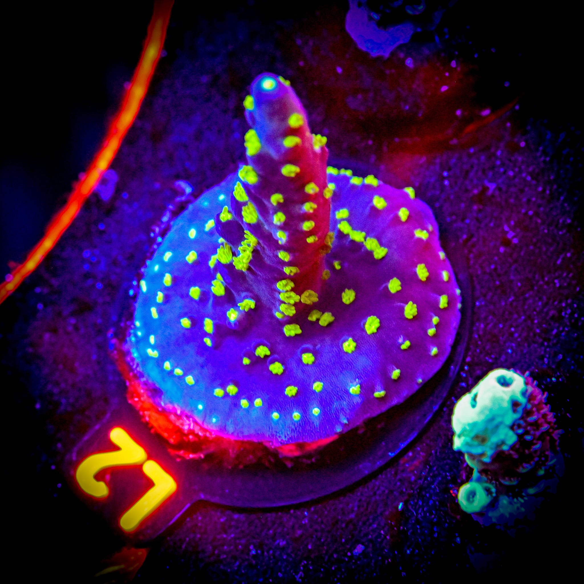 TSA Sour Patch Acropora