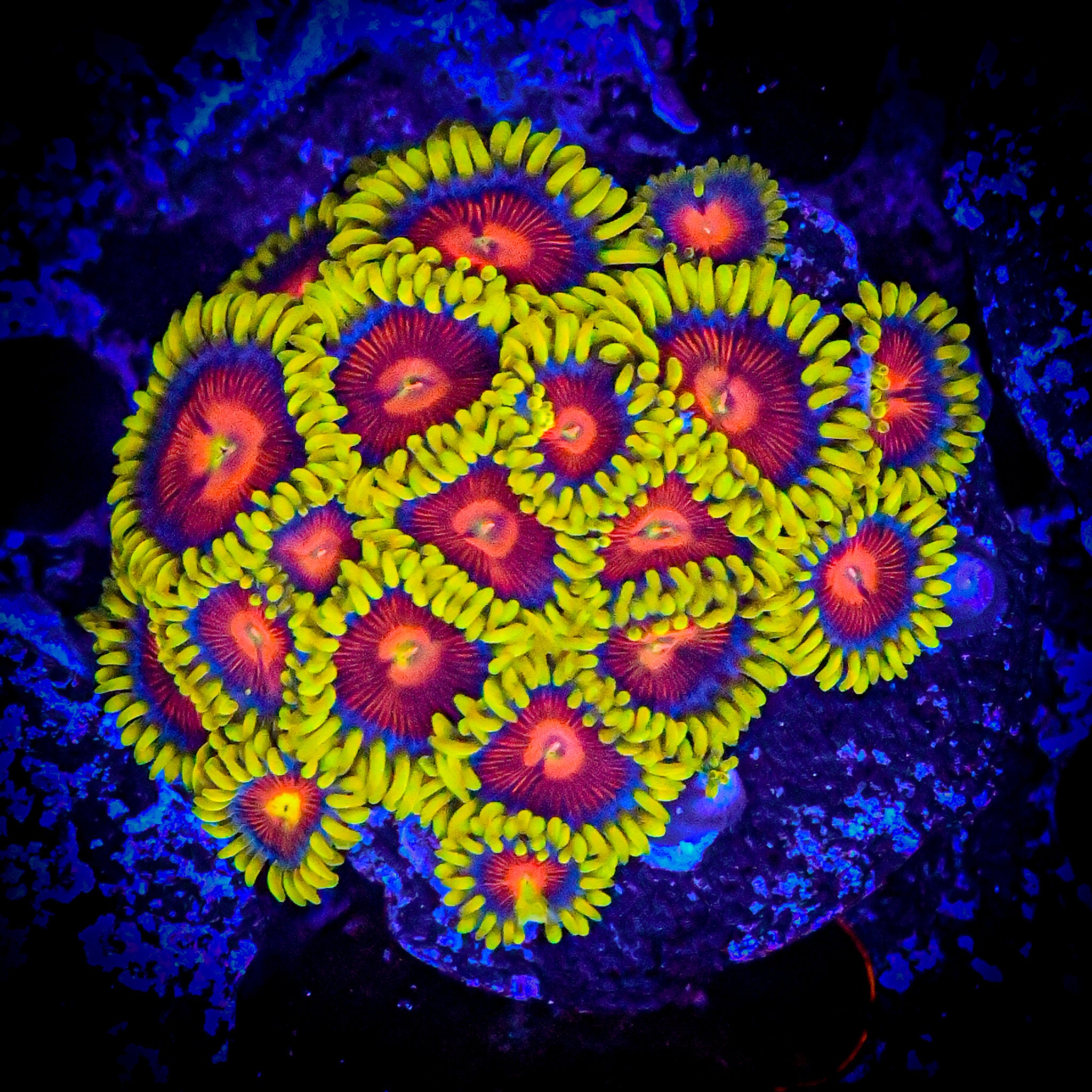 CC Spitfire Zoanthids