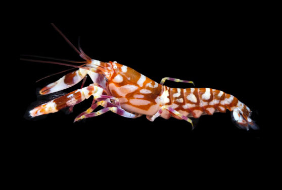 Pistol Shrimp (Maldives)