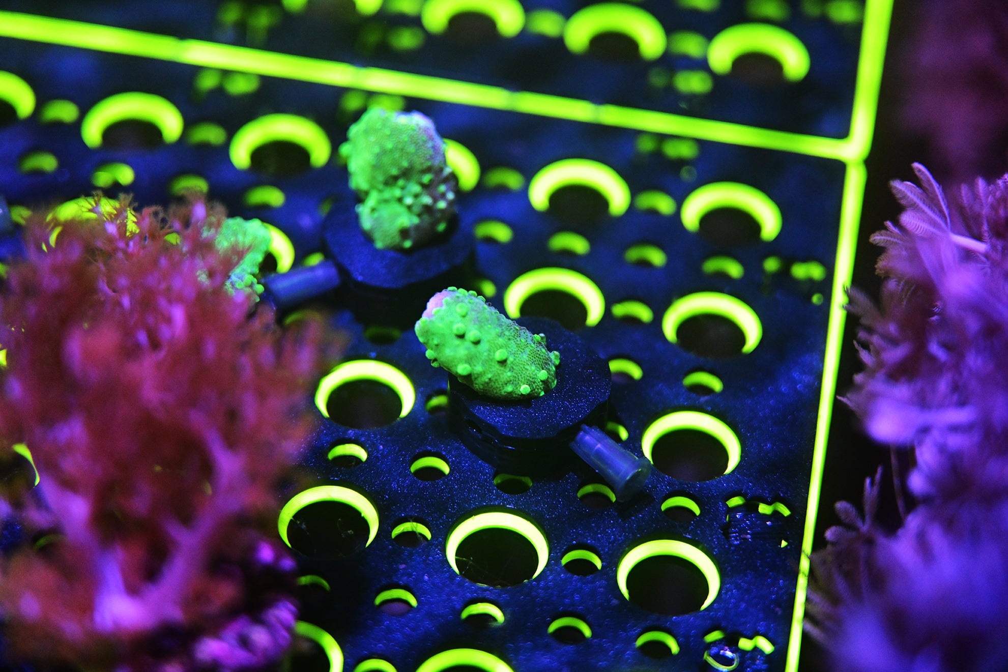 Polyp Lock™ Soft Coral Pin Plug
