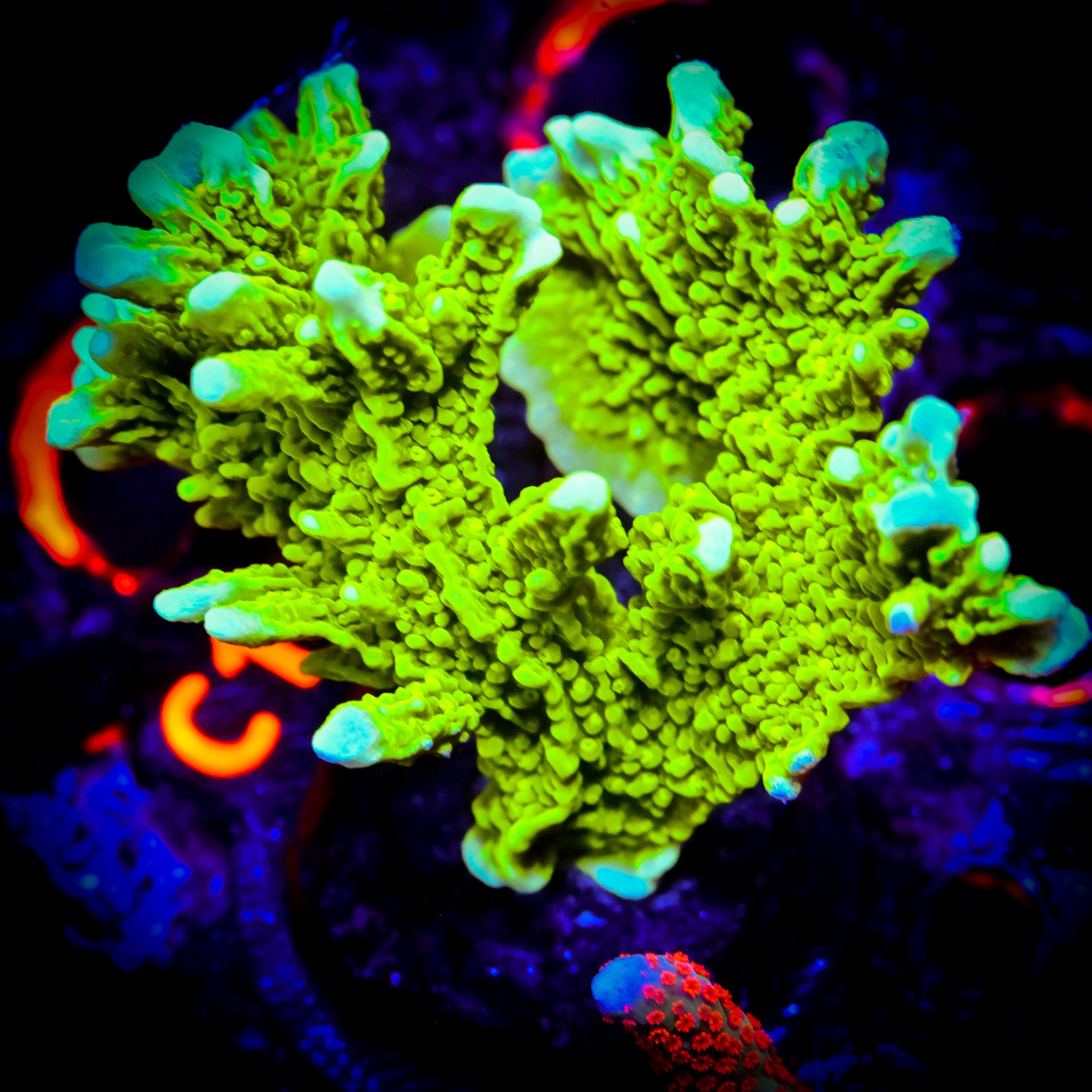 RC True Green Elkhorn Mini Colony