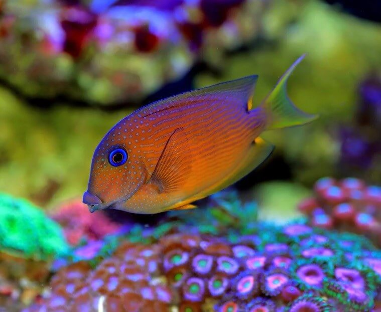 TWO SPOT BRISTLETOOTH TANG