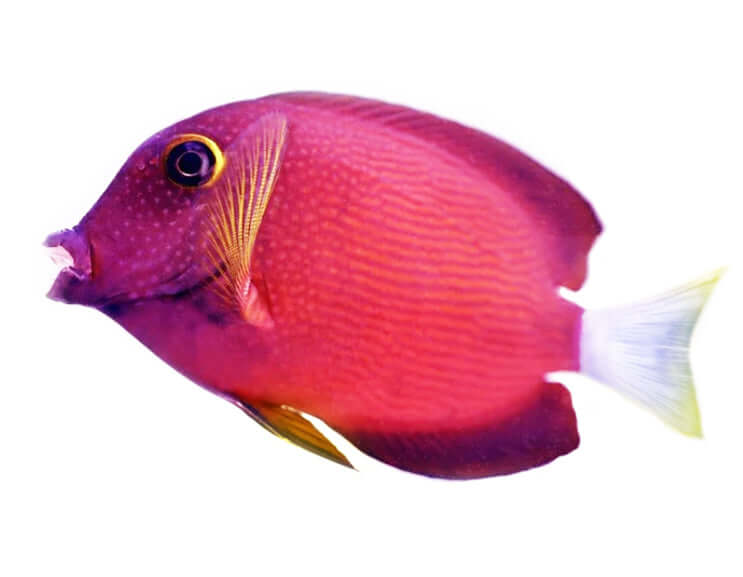 White Tail Yellow Eye Bristletooth