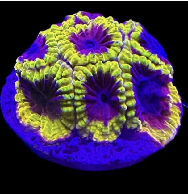 RC Wolverine Favia Frag