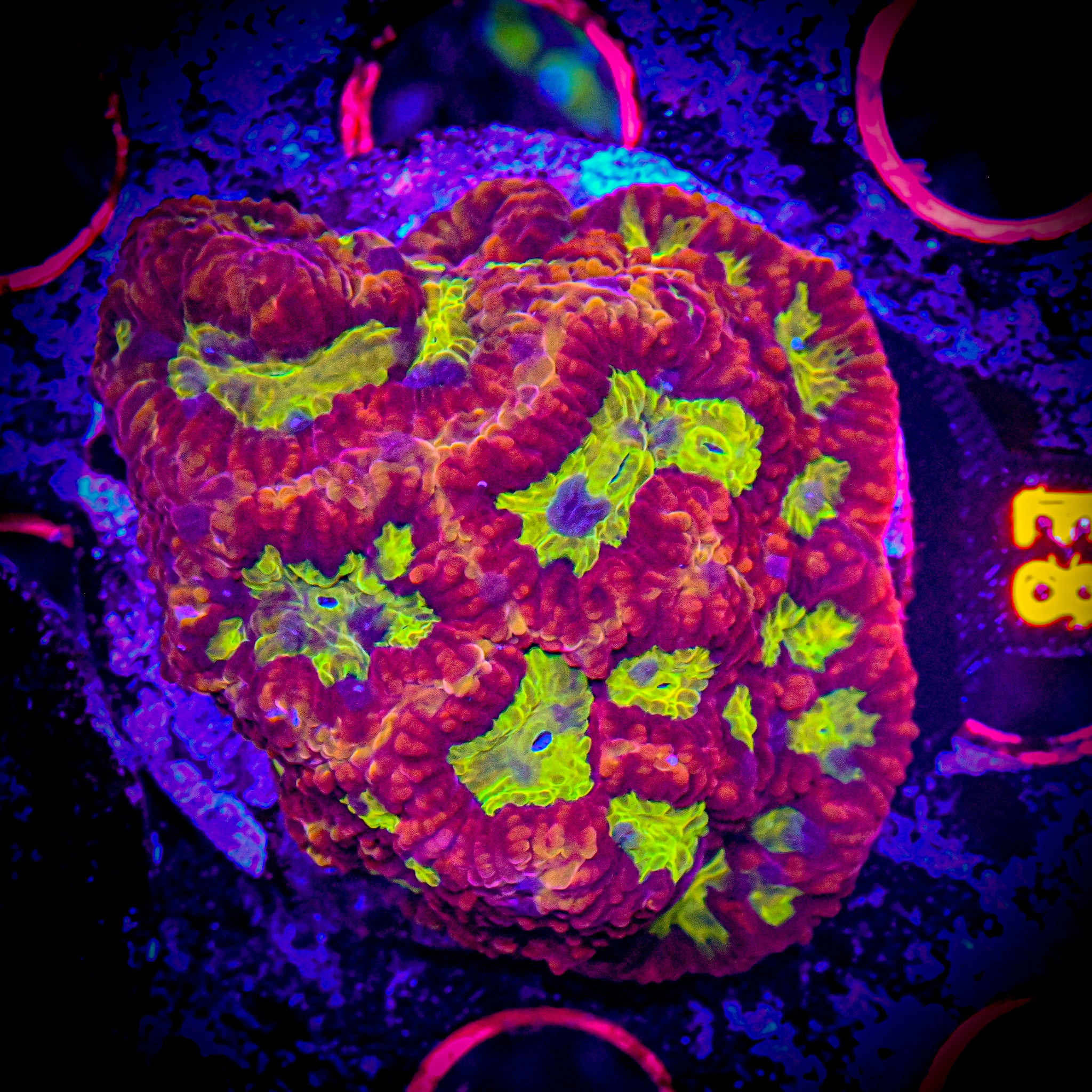 RC Alien Blood Favia