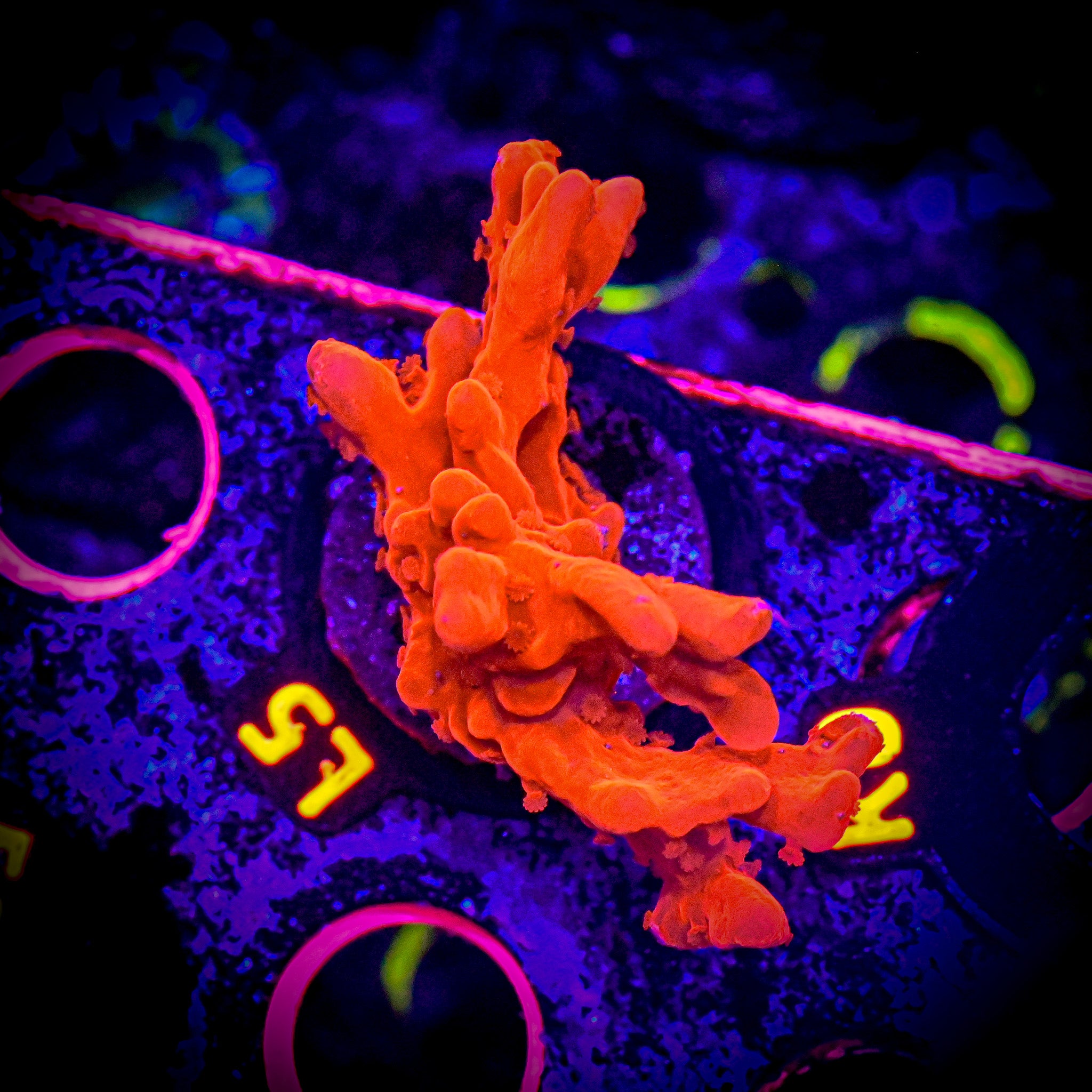 RC XL Montipora Setosa