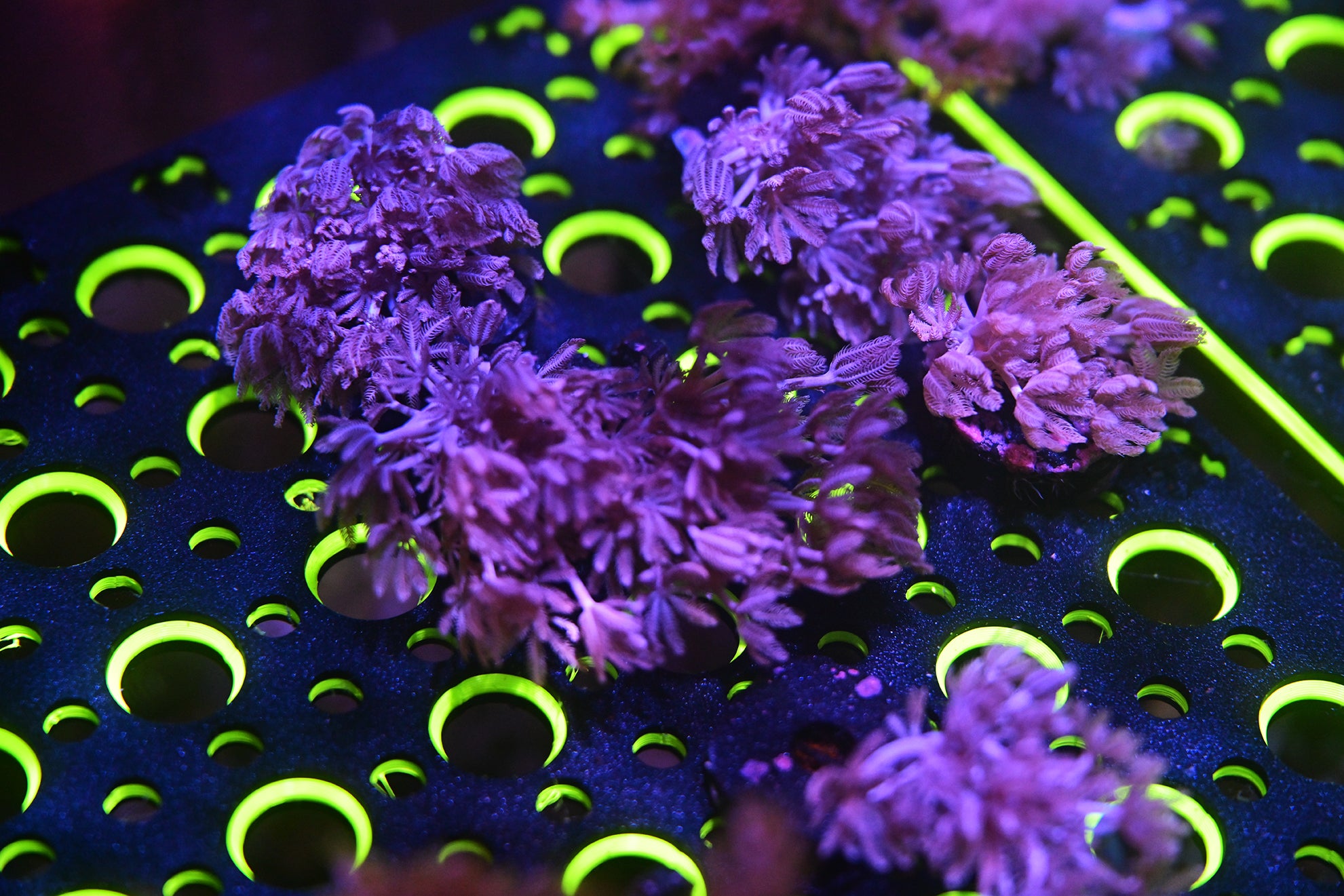 Polyp Lock™ Soft Coral Pin Plug