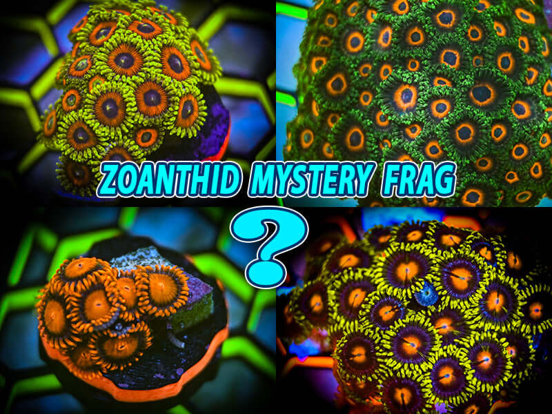 Mystery Zoanthid Frag