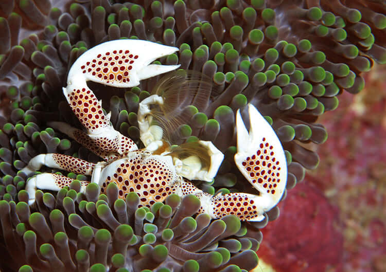 Porcelain Anemone Crab