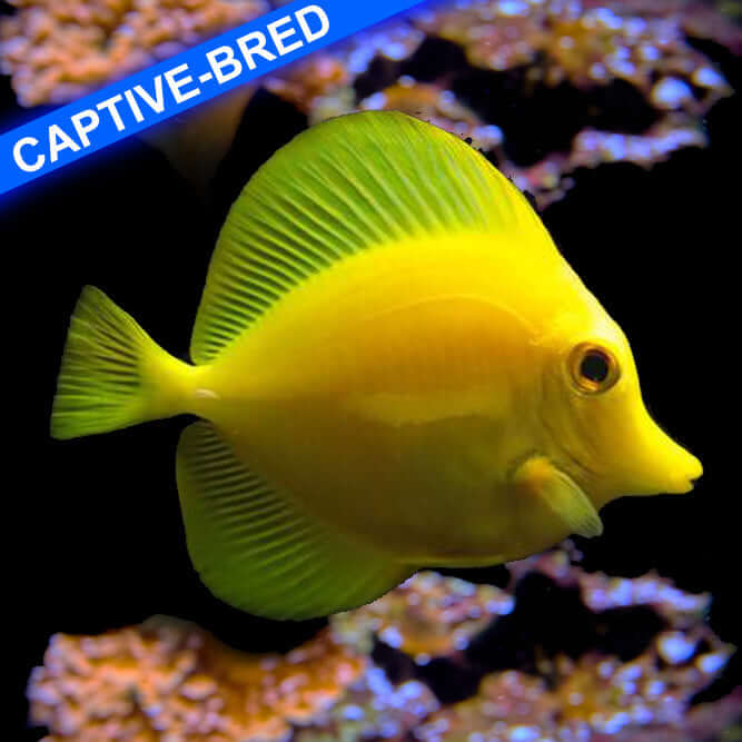 Biota Captive-Bred Yellow Tang (Quarantined)