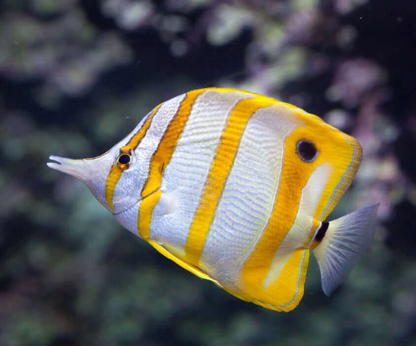 Copperband Butterfly