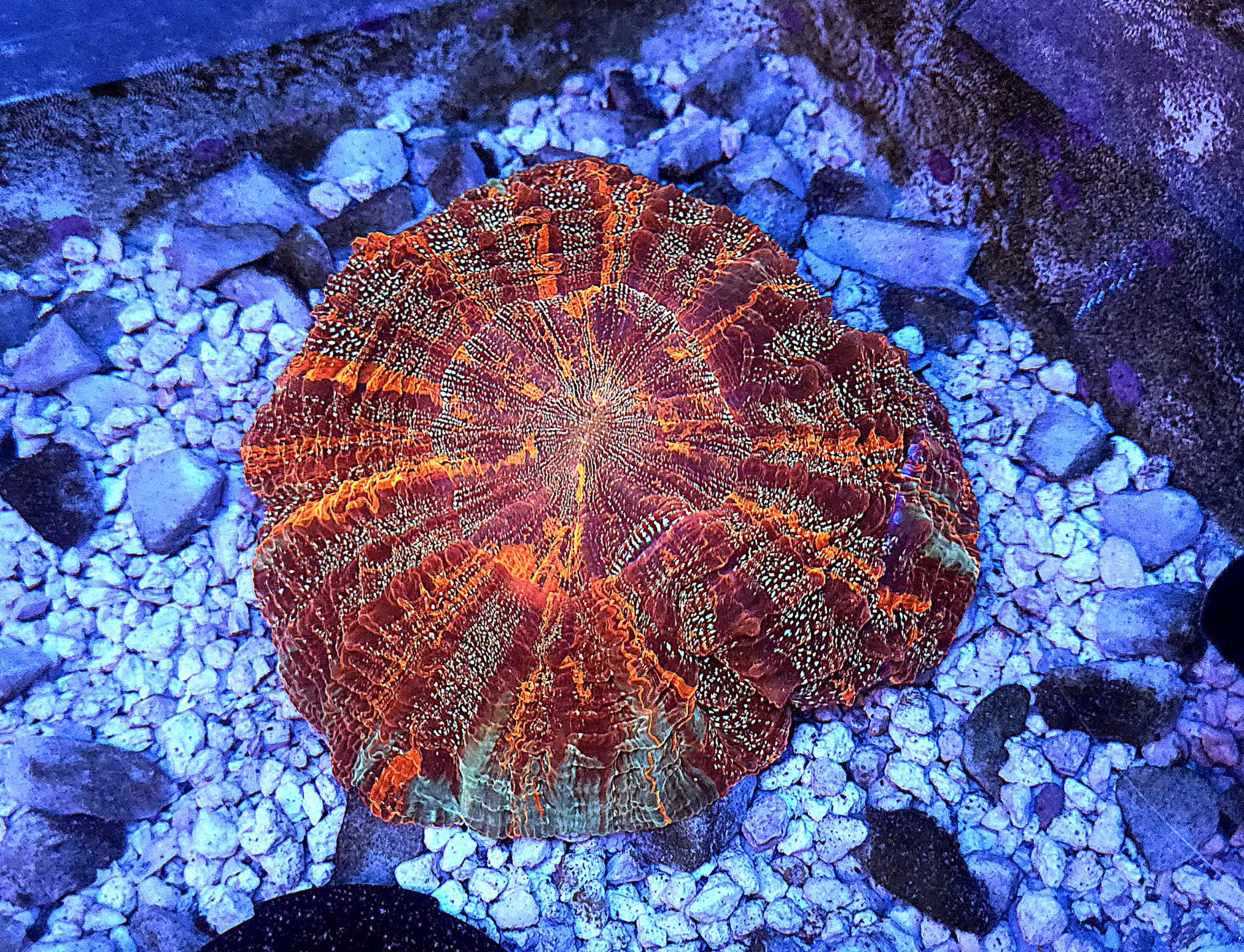 XL *RARE* *UNIQUE* Master Acantho