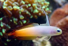 Firefish Goby (Quarantined)