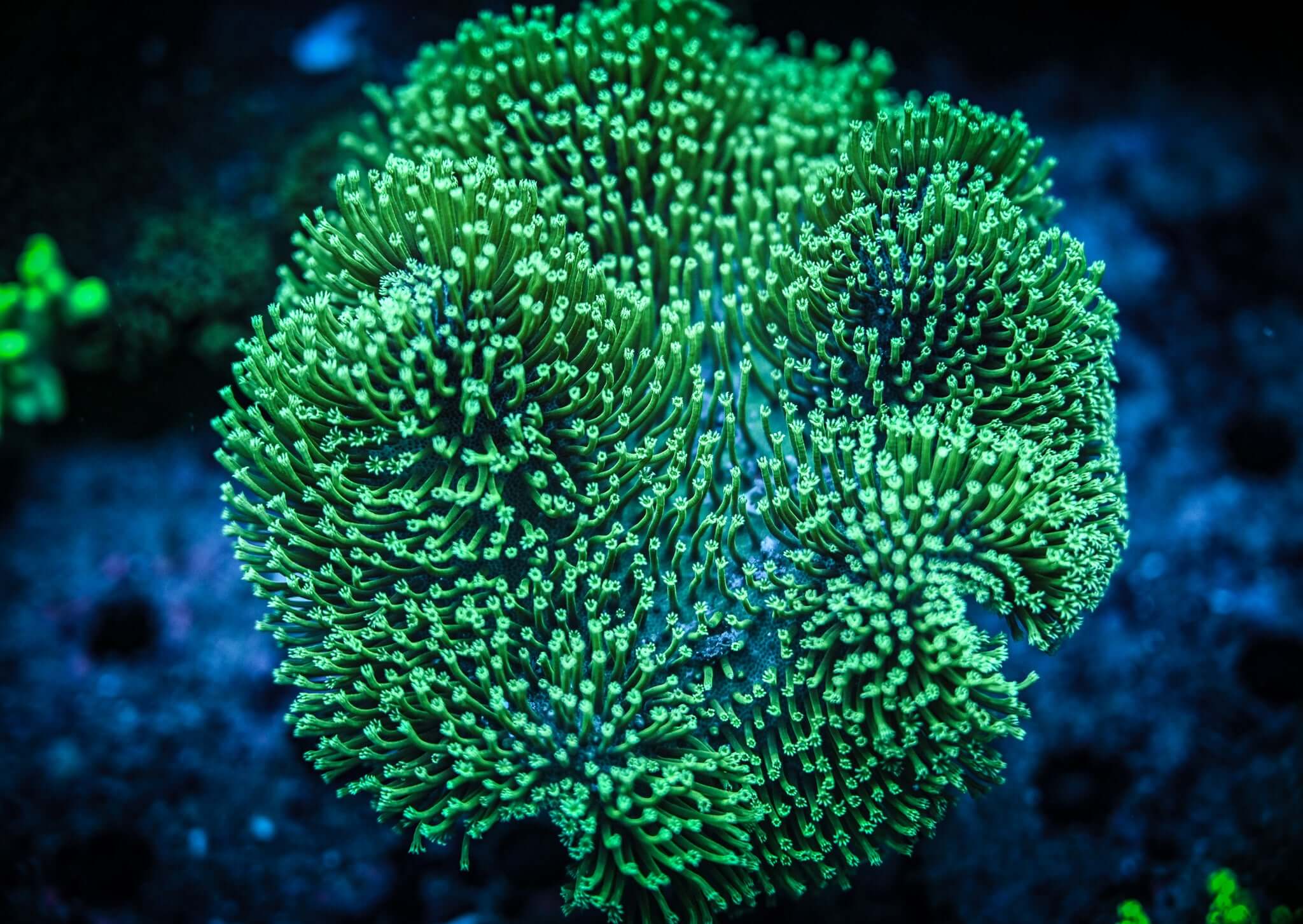 RC *NEON* Green Toadstool Frag