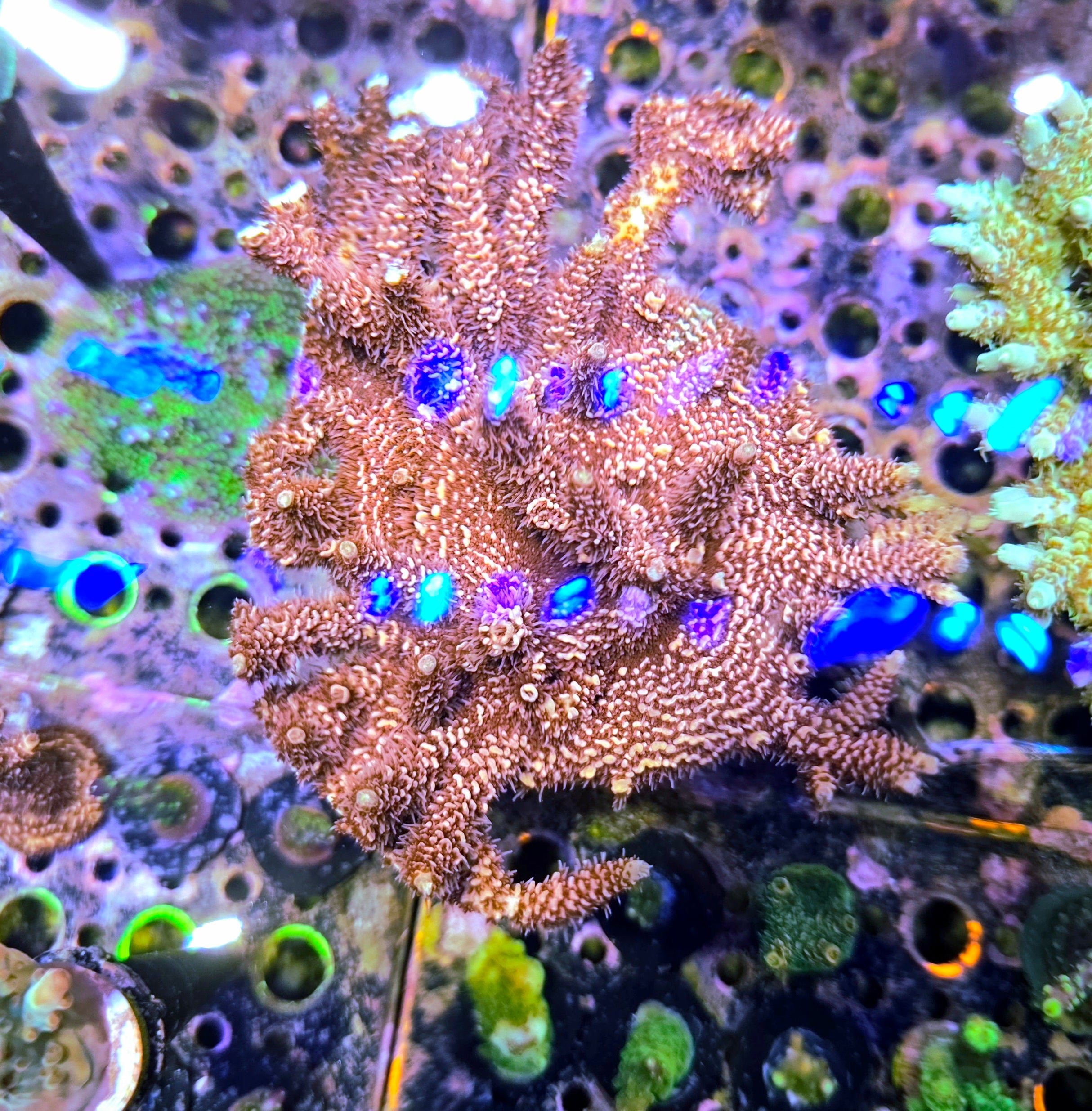 RC Heatwave Acropora