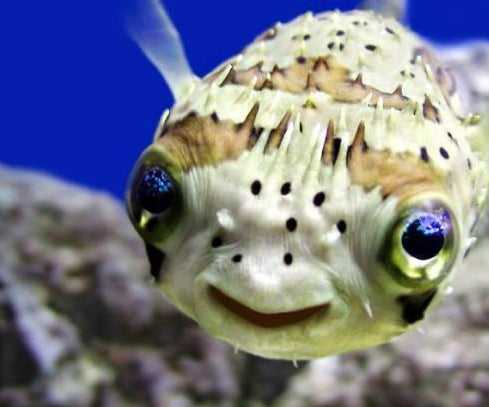 Longspine Porcupine Puffer