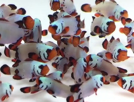 SA Mocha Frostbite Captive Bred Bonded Pair