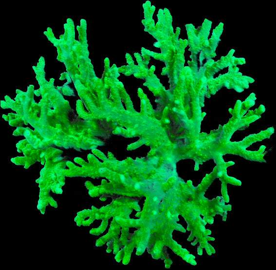 RC Metallic Green Sinularia Flexibilis