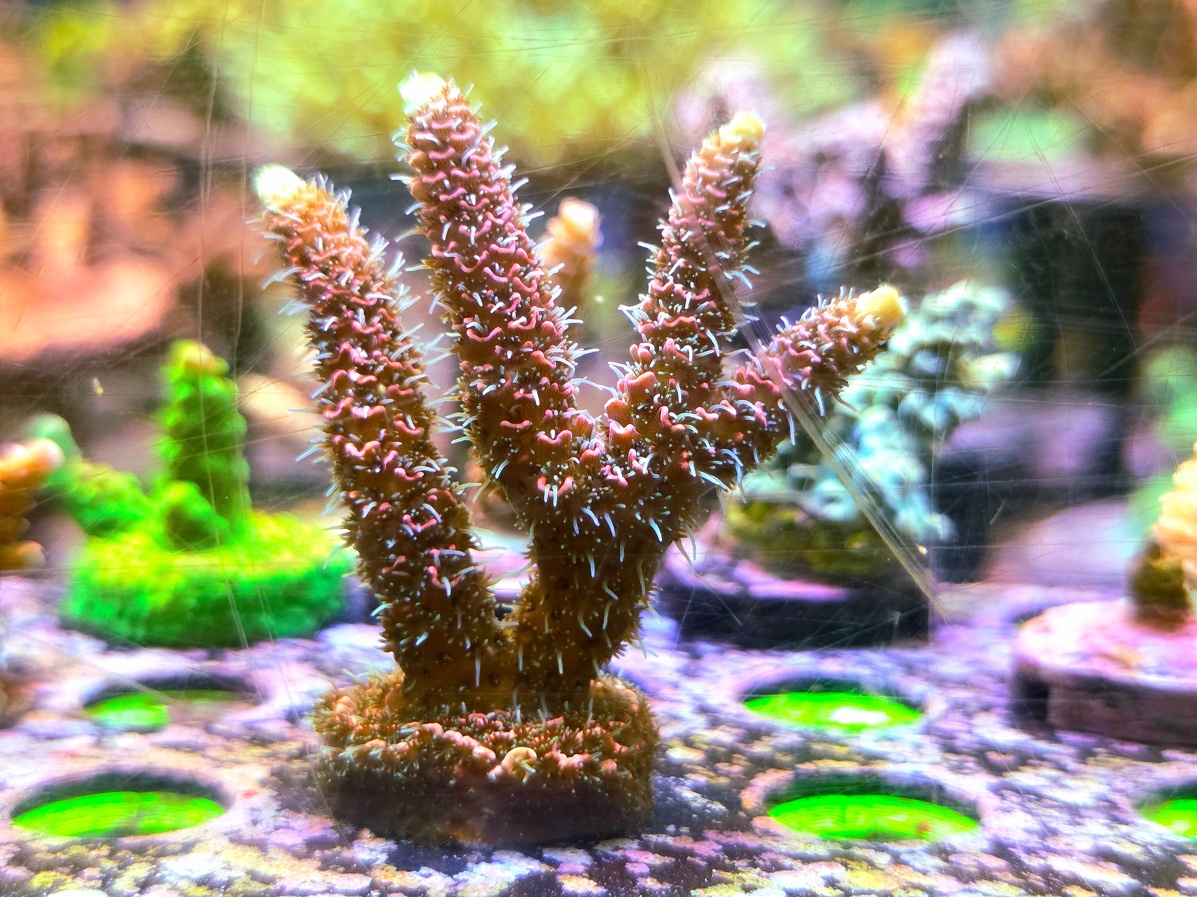 TGC Red Wing Acropora