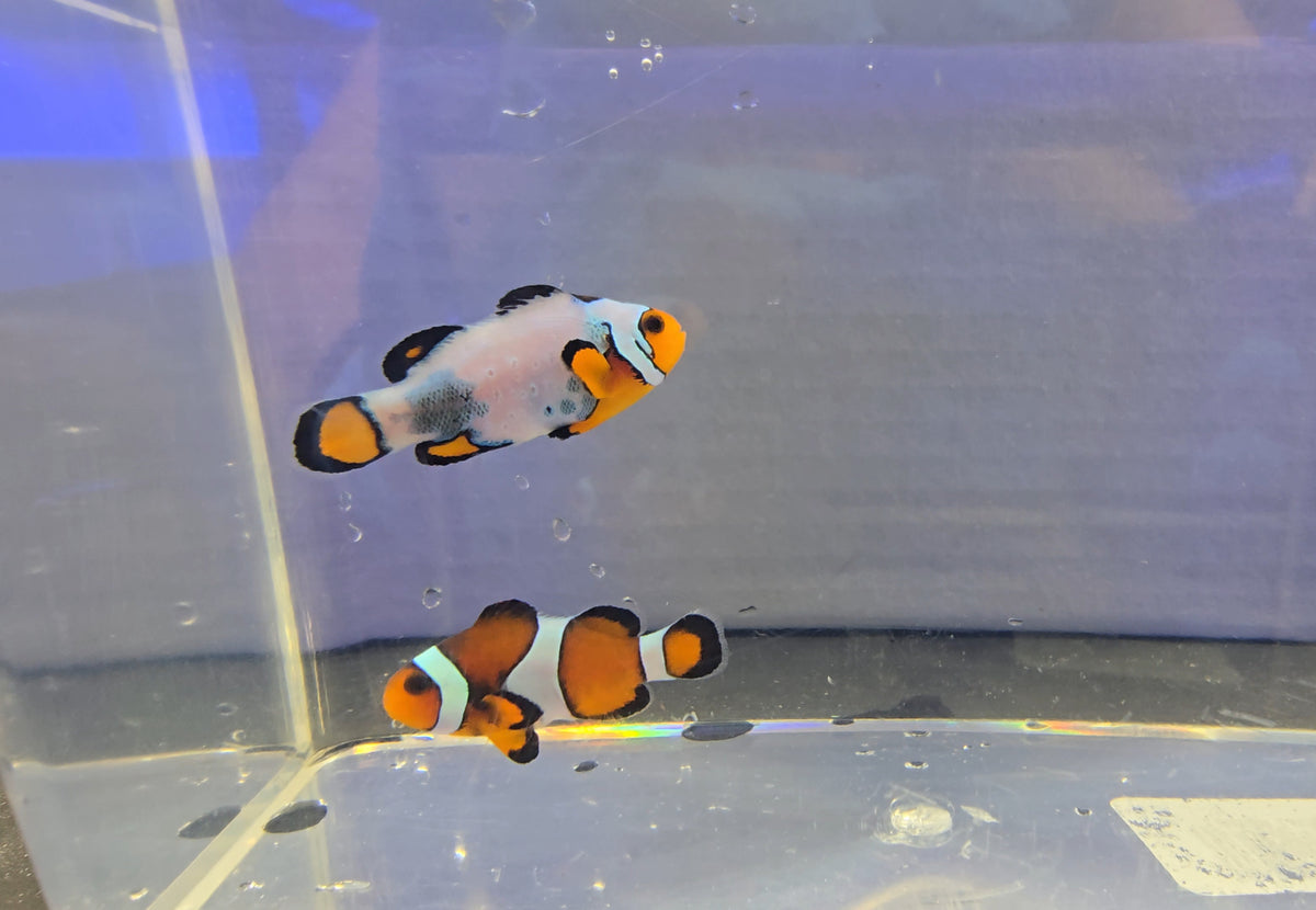 Mismatched Clownfish Pair WYSIWYG (Quarantined)