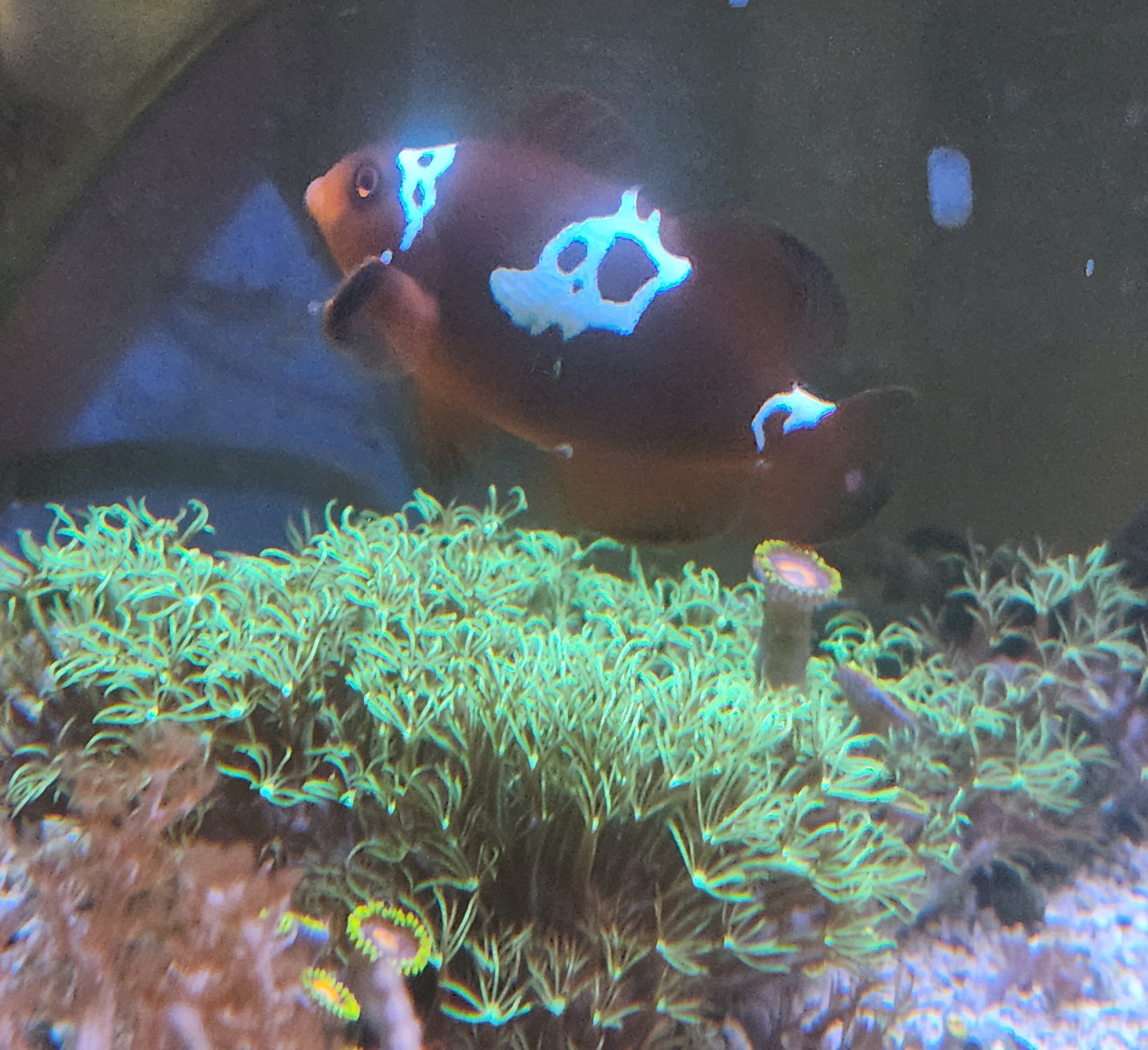 SA White Lightning Maroon Clownfish (Quarantined) WYSIWYG