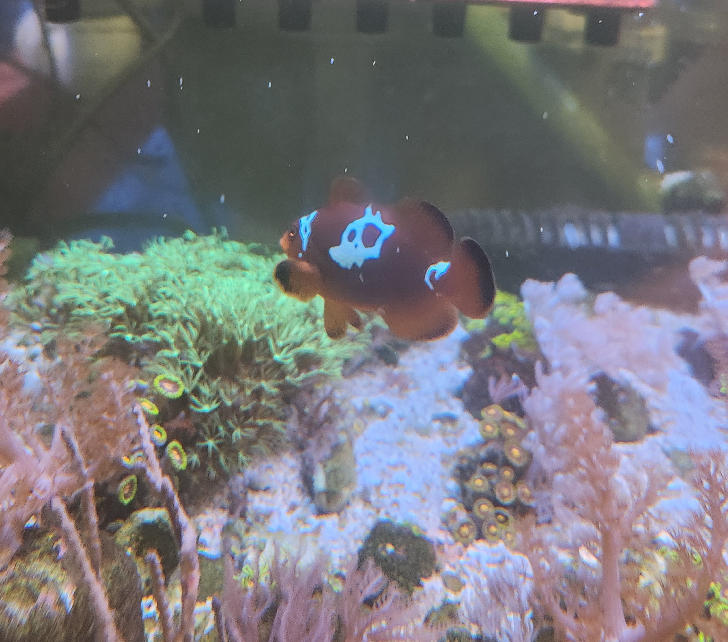 SA White Lightning Maroon Clownfish (Quarantined) WYSIWYG