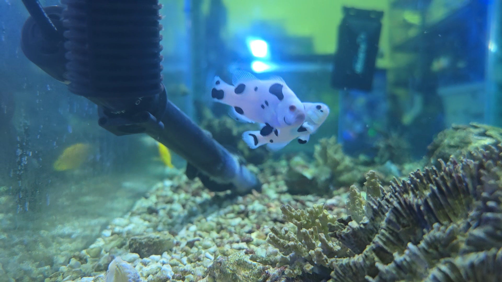 Captive Bred Black Storm Clownfish PAIR (Quarantined)