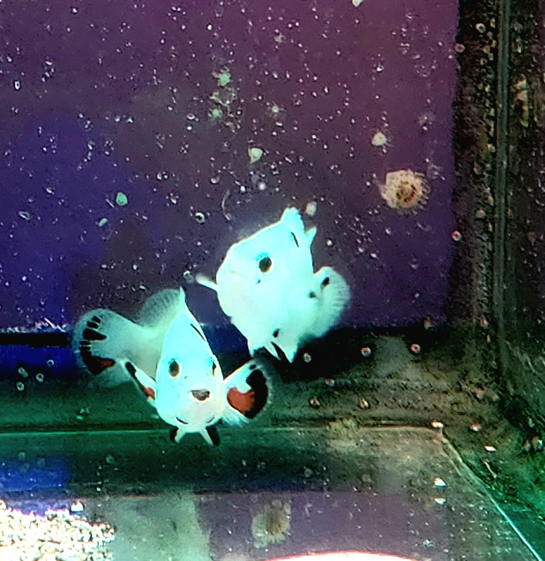 Orange Super Storm Bonded Pair