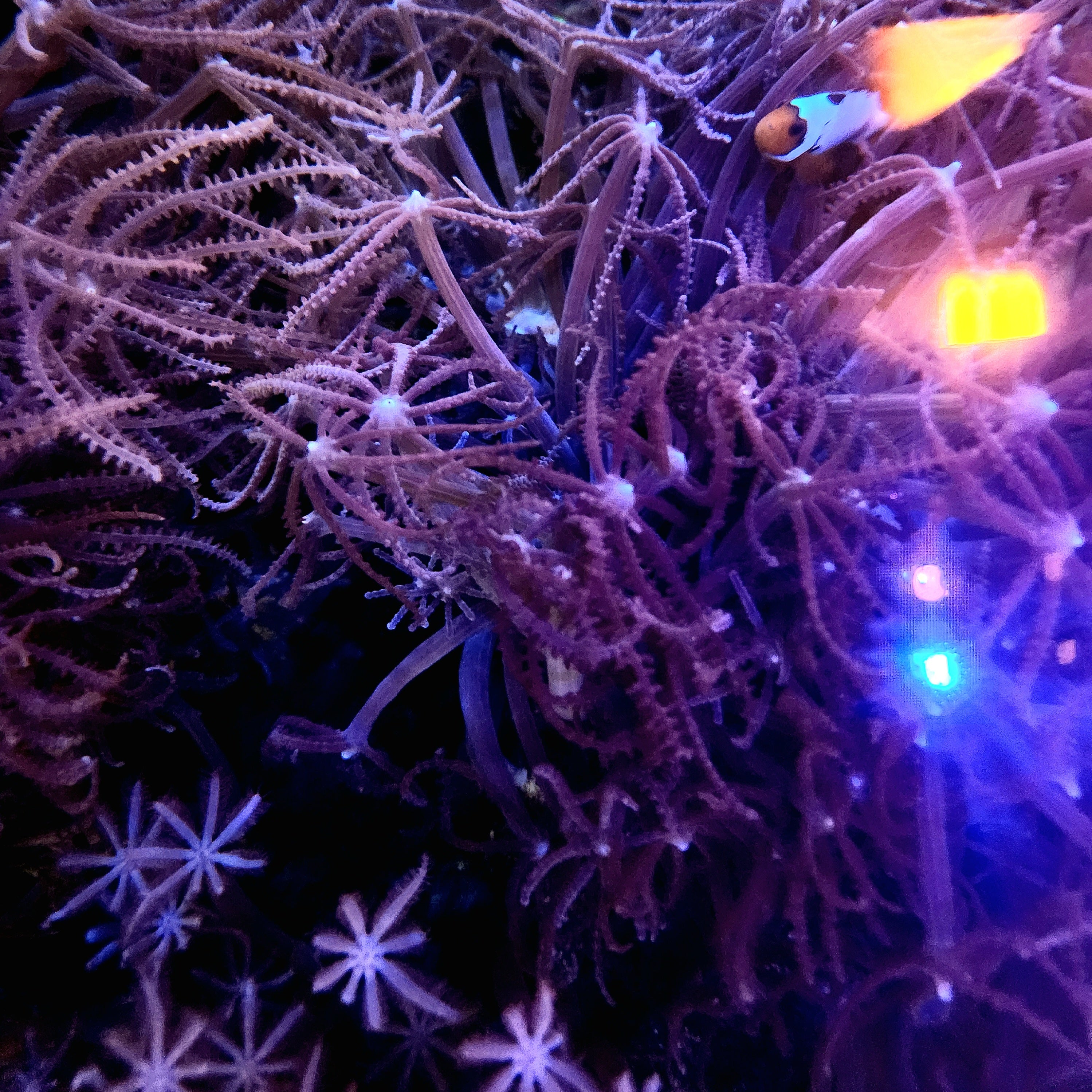 Wonderie プレイクロス Amongst corals wonderie】プレイクロス The fairy dust garden（1m×1m) |