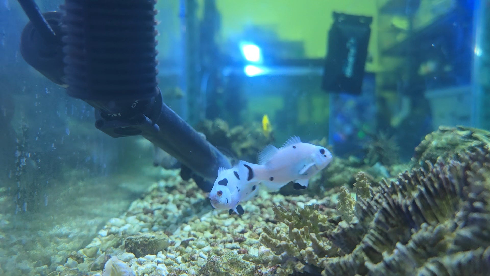 Captive Bred Black Storm Clownfish PAIR (Quarantined)