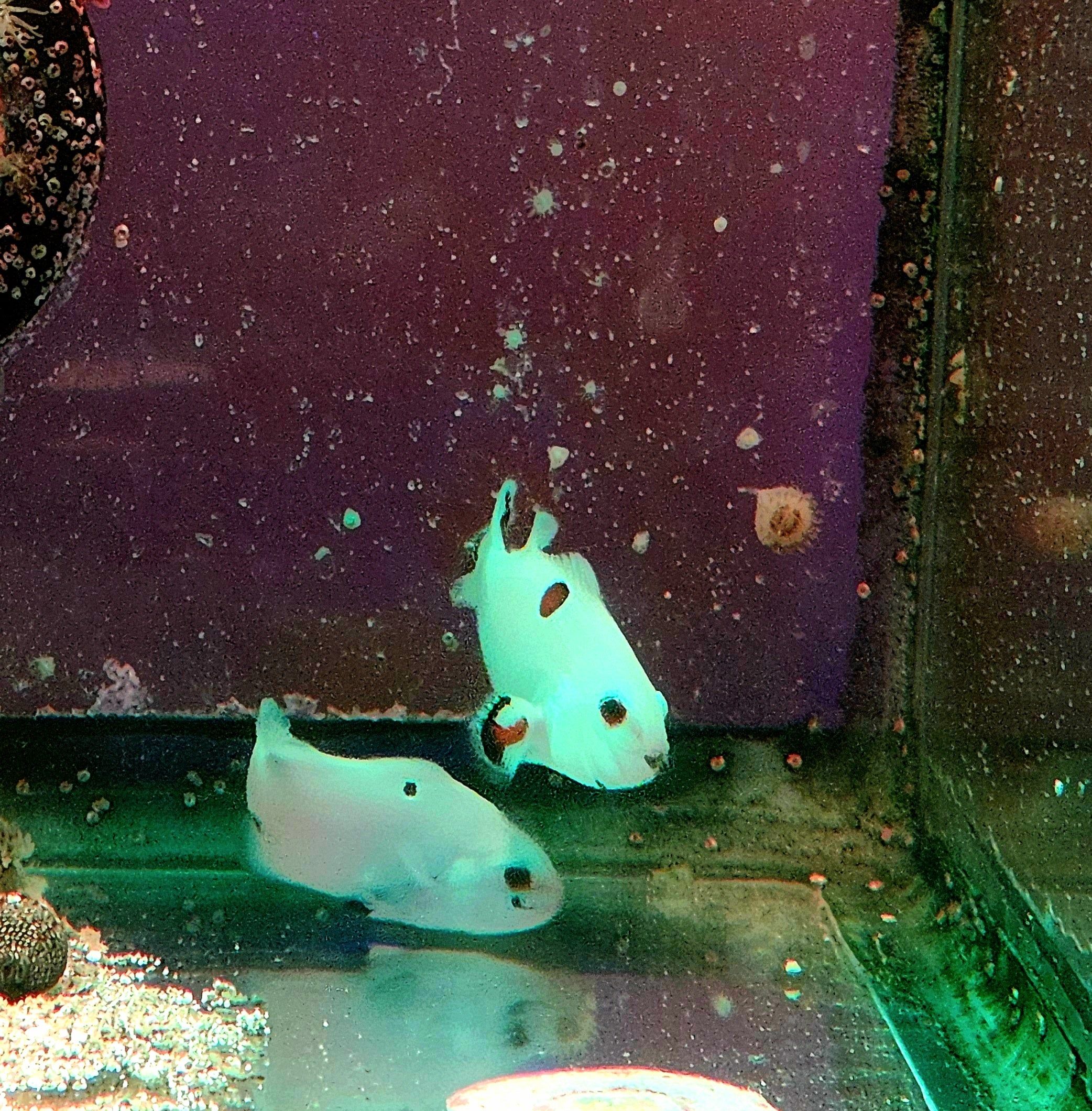 Orange Super Storm Bonded Pair