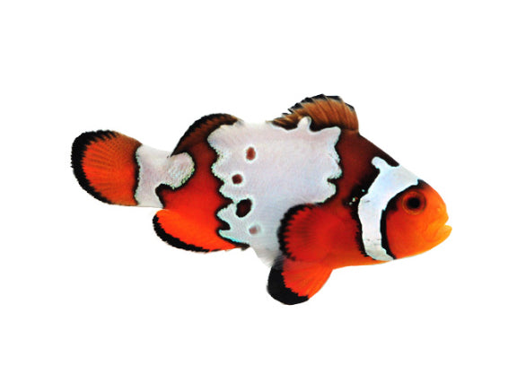 SA Snowflake Special Bonded Pair