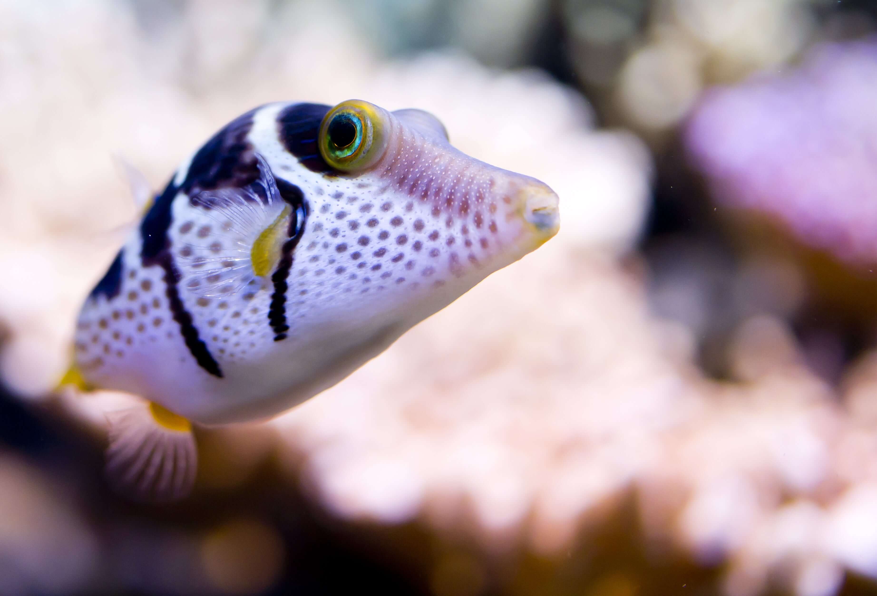 Valentini Sharpnose Puffer