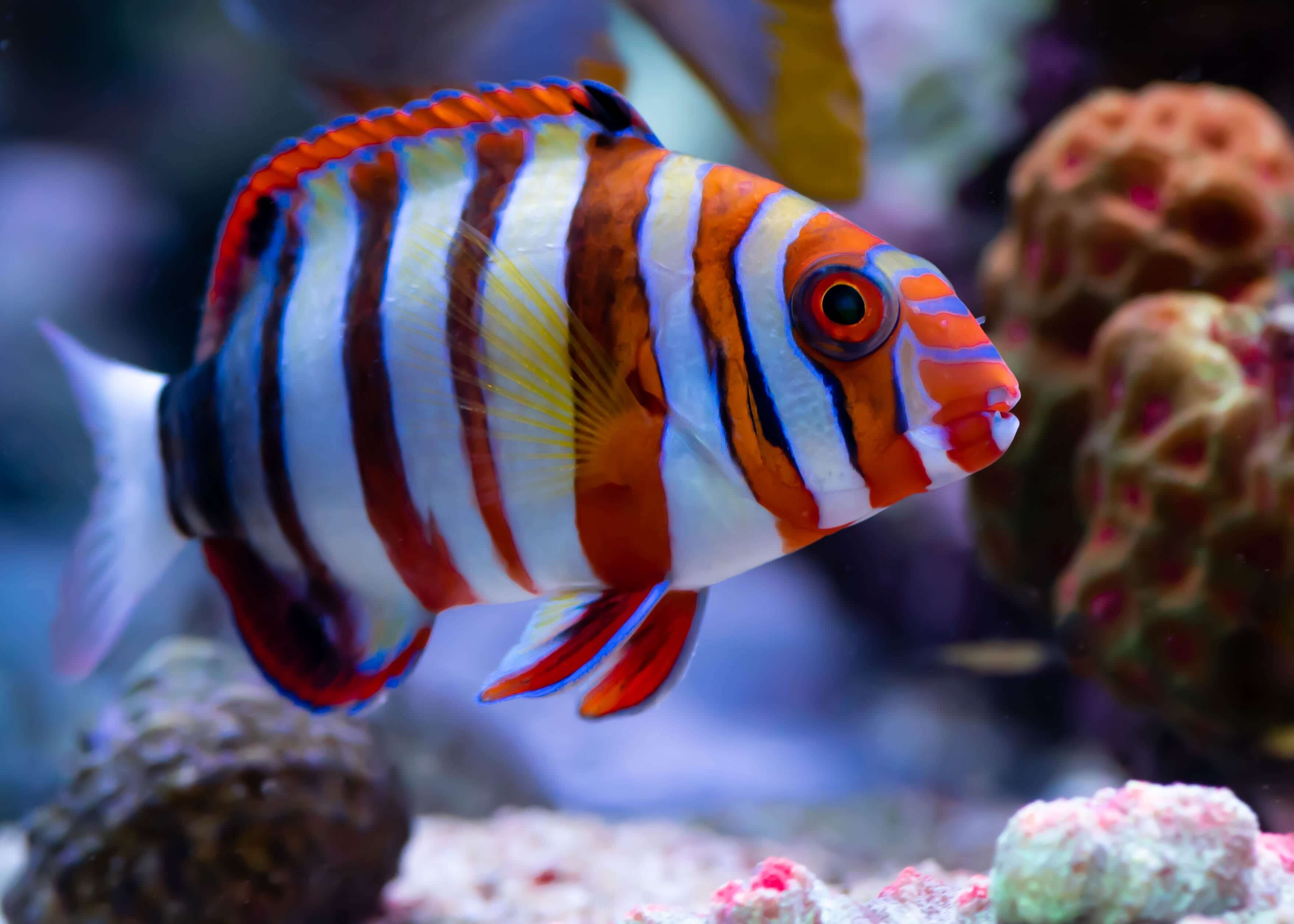 Harlequin Tusk (Med) INDO