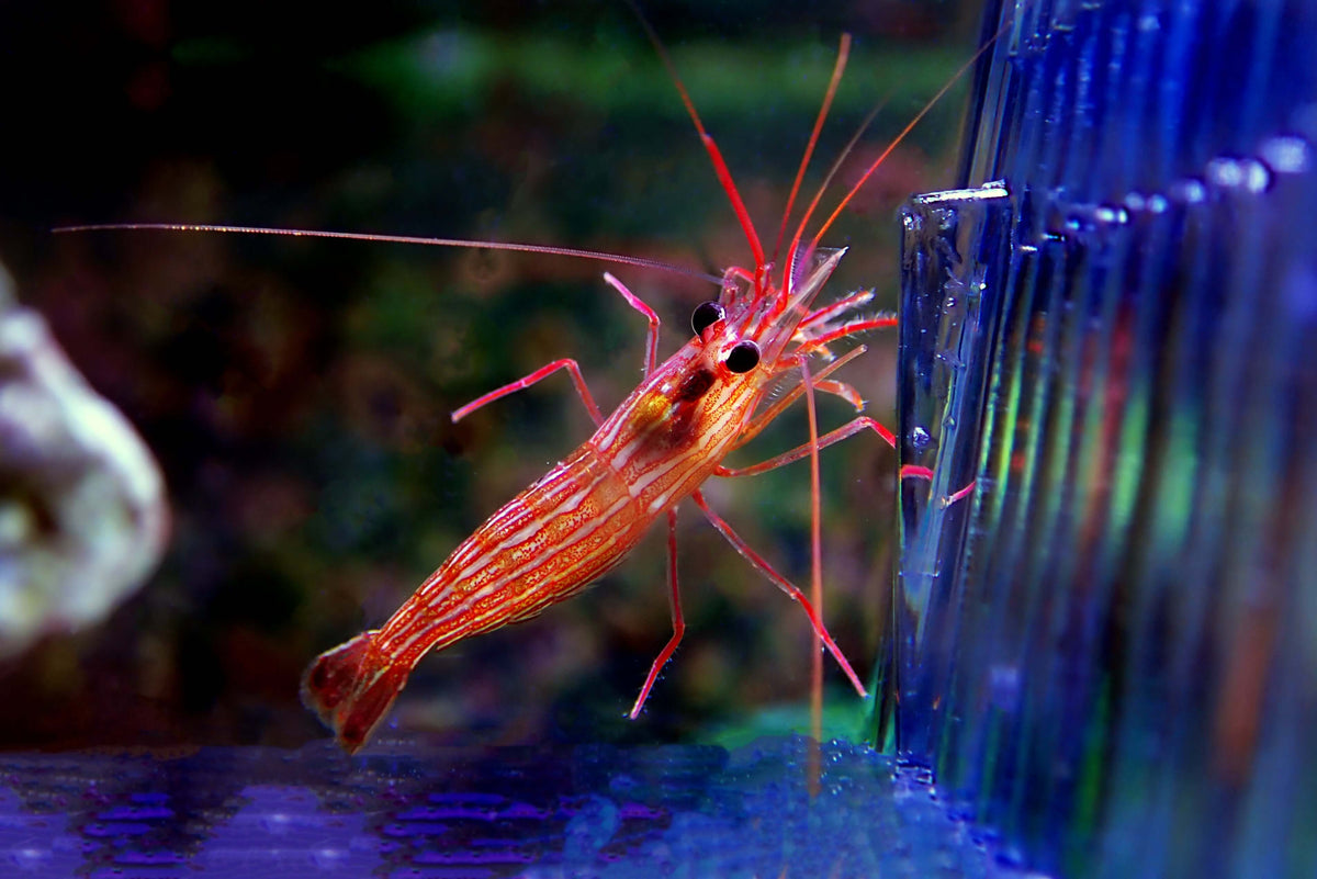 Kuekenthals Shrimp (Aiptasia Eater)