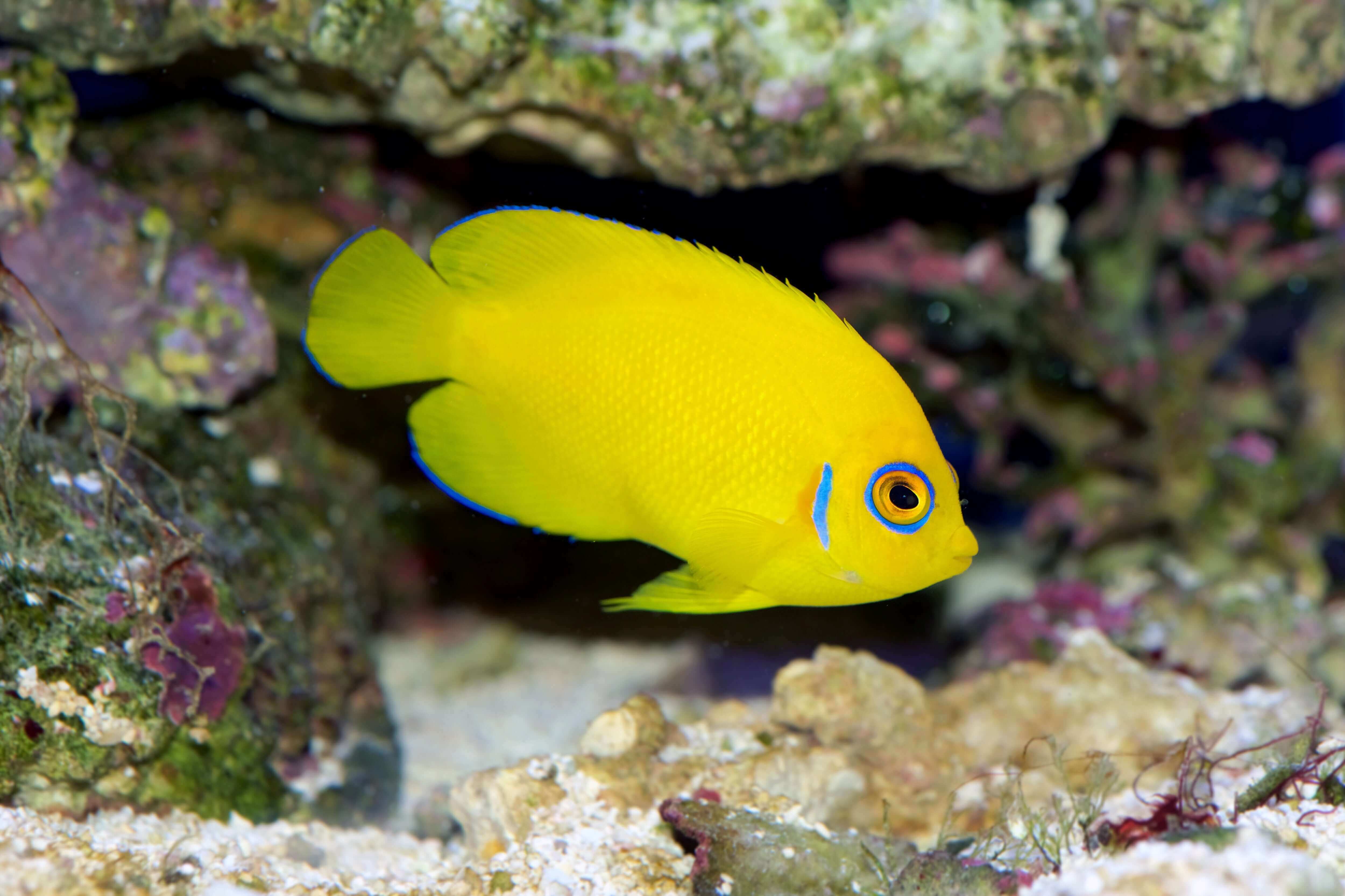 Sunset Lemonpeel Angelfish *FIJI*