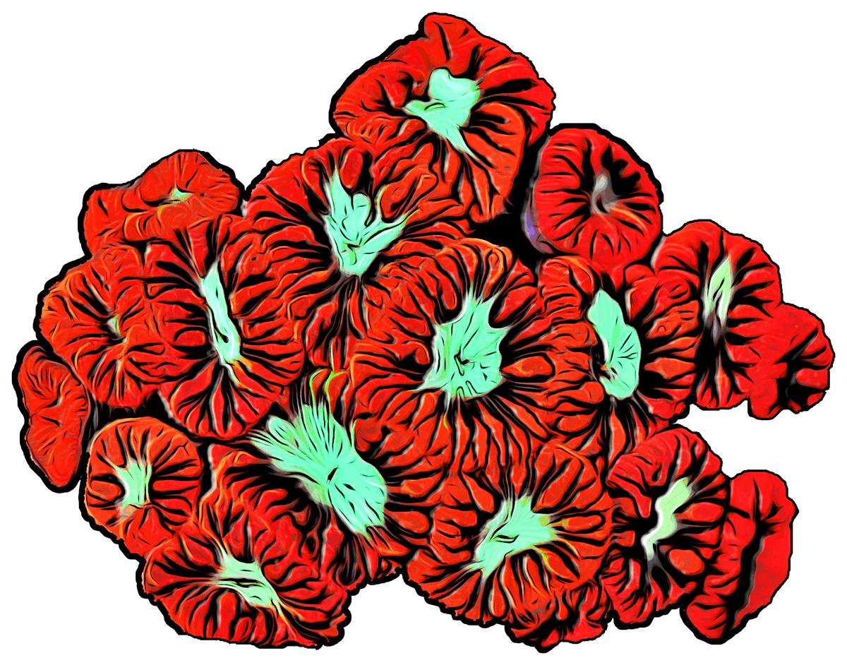 Candy Apple Blastomussa Sticker